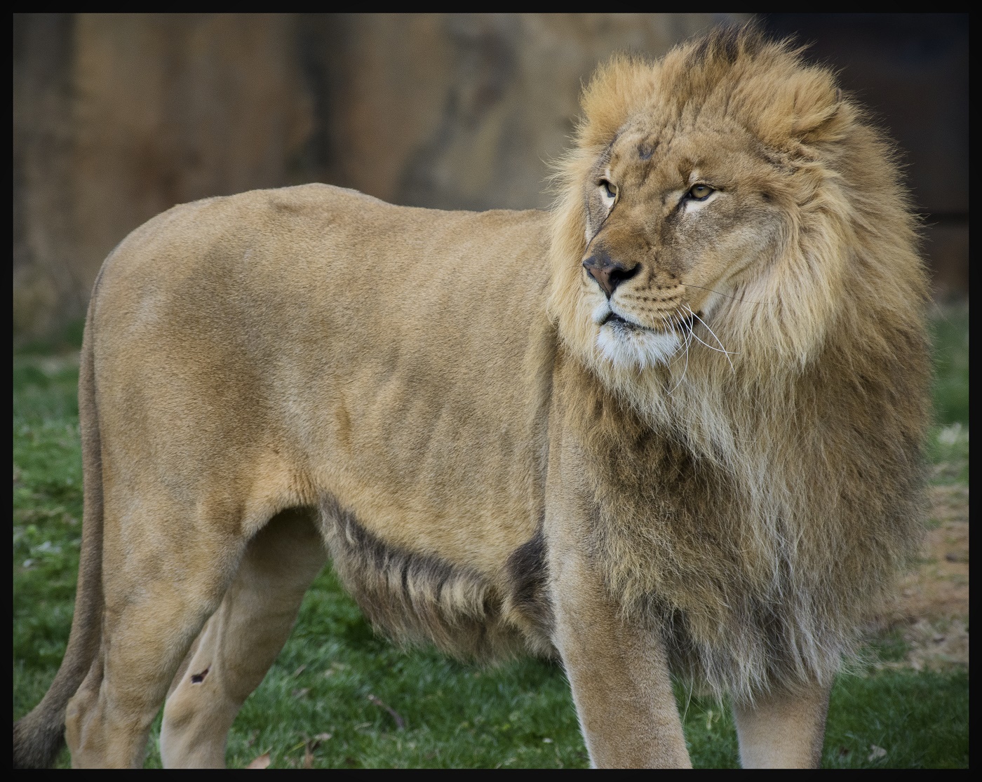 Name:  Lion.jpg
Views: 1581
Size:  704.3 KB