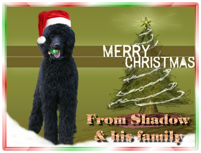 Name:  shadow-christmas-card-3.jpg
Views: 41684
Size:  291.5 KB