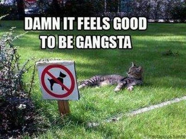 Name:  Gangsta_Cat1.jpg
Views: 2204
Size:  72.7 KB