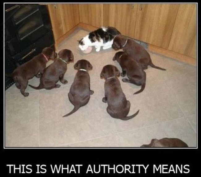 Name:  Authority.jpg
Views: 2235
Size:  47.9 KB