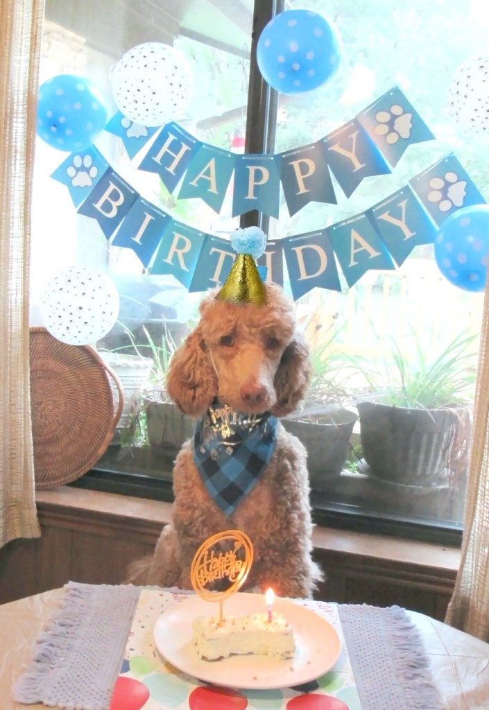 Name:  Shiloh-birthday2.JPG
Views: 1991
Size:  172.6 KB