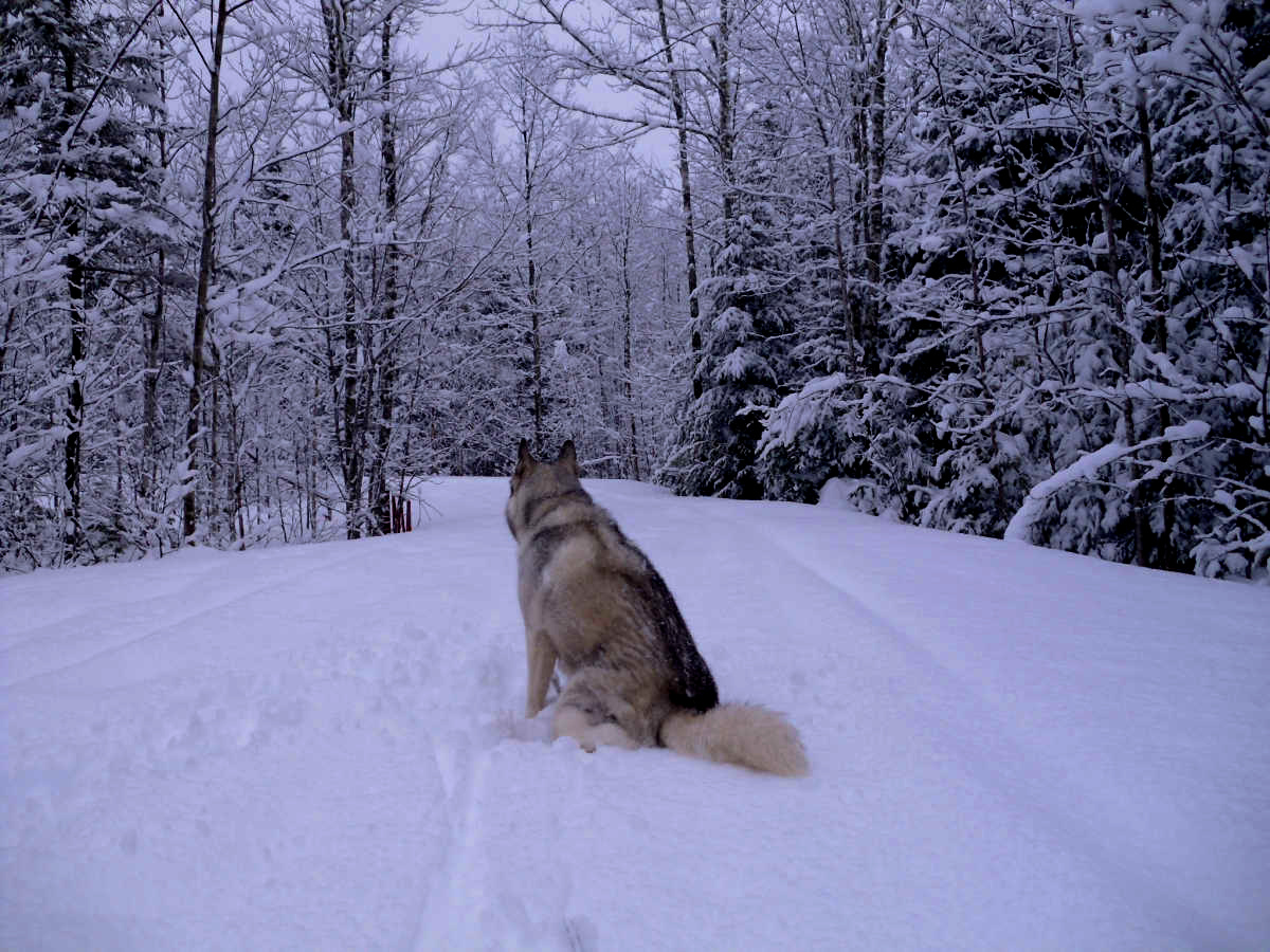 Name:  Snow dog. (1).jpg
Views: 2226
Size:  424.9 KB