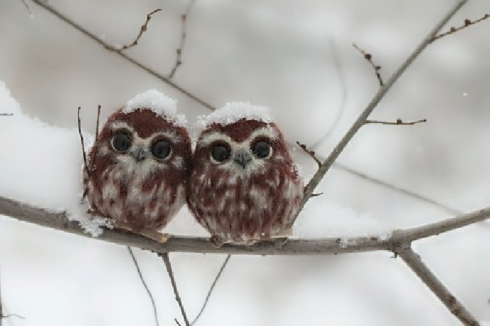 Name:  Owls..jpg
Views: 952
Size:  91.4 KB