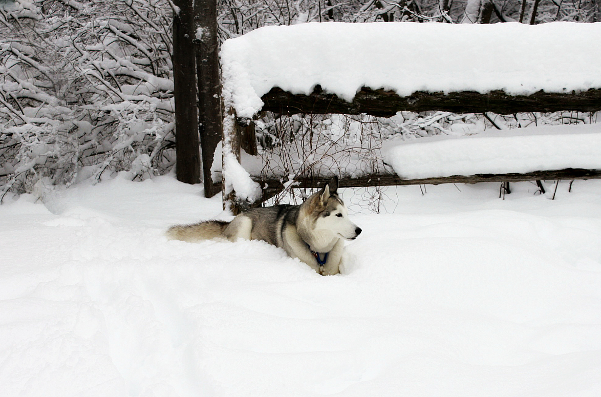 Name:  Talii in the snow..JPG
Views: 1280
Size:  614.0 KB