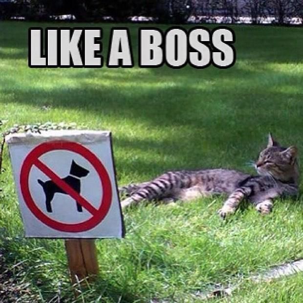 Name:  Cat_Boss.jpg
Views: 1159
Size:  75.4 KB