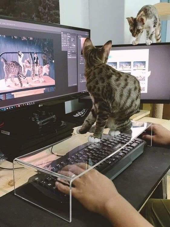 Name:  Cat_Keyboard.jpg
Views: 1276
Size:  48.8 KB