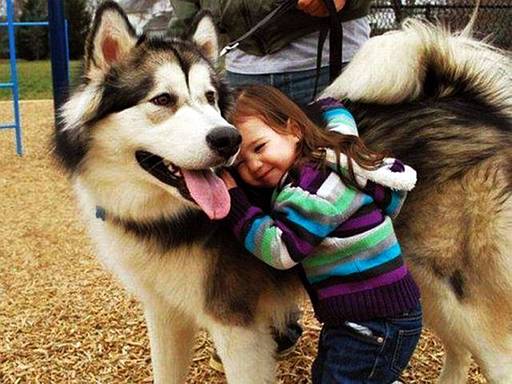 Name:  Malamute..jpg
Views: 1392
Size:  43.4 KB