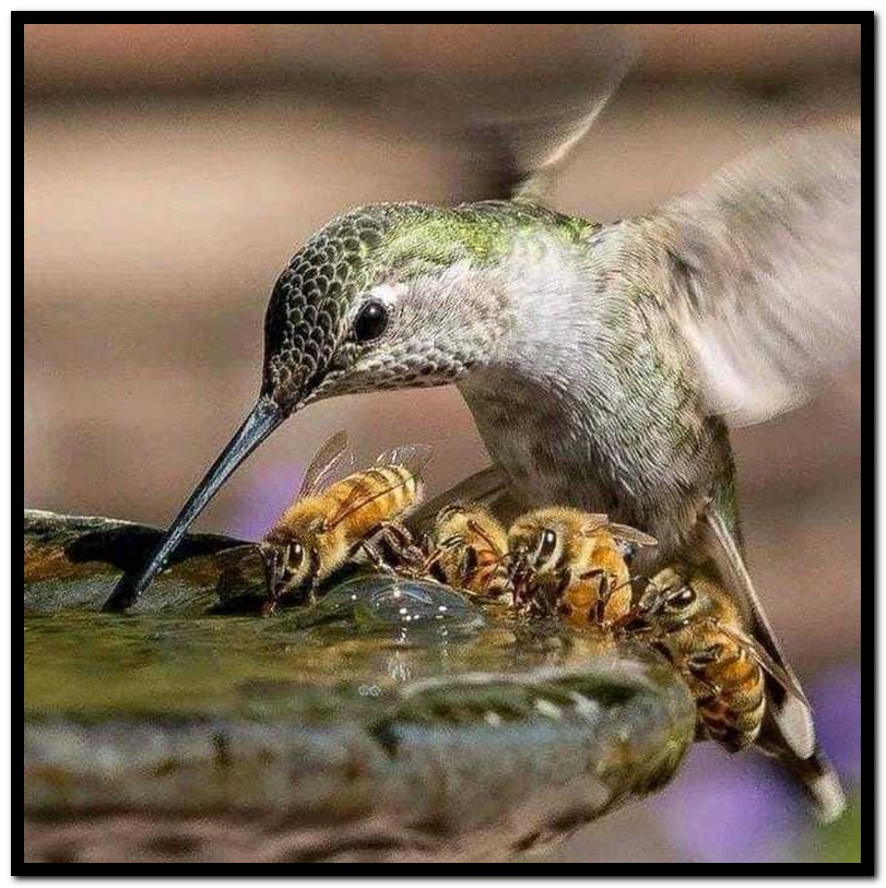 Name:  Birds and bees..jpg
Views: 1310
Size:  177.3 KB