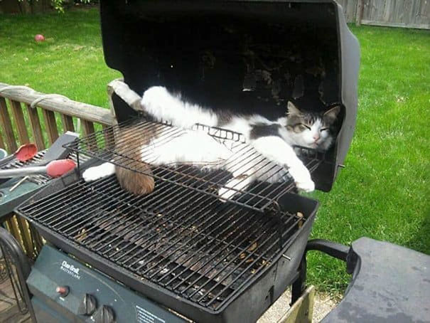 Name:  BBQ cat..jpg
Views: 2197
Size:  65.1 KB