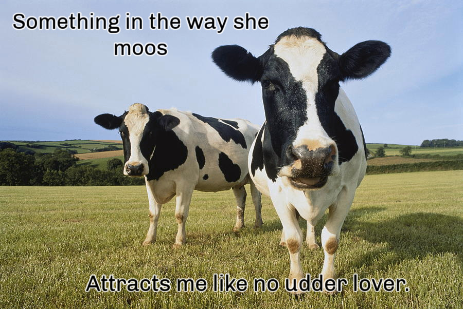 Name:  Cows. (1).jpg
Views: 949
Size:  247.6 KB