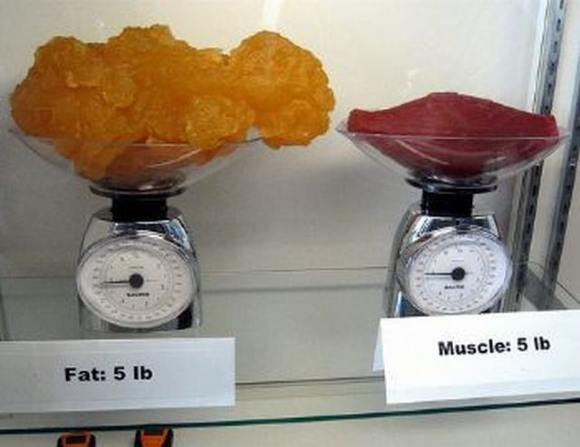 Name:  Fat and muscle..jpg
Views: 7994
Size:  27.6 KB