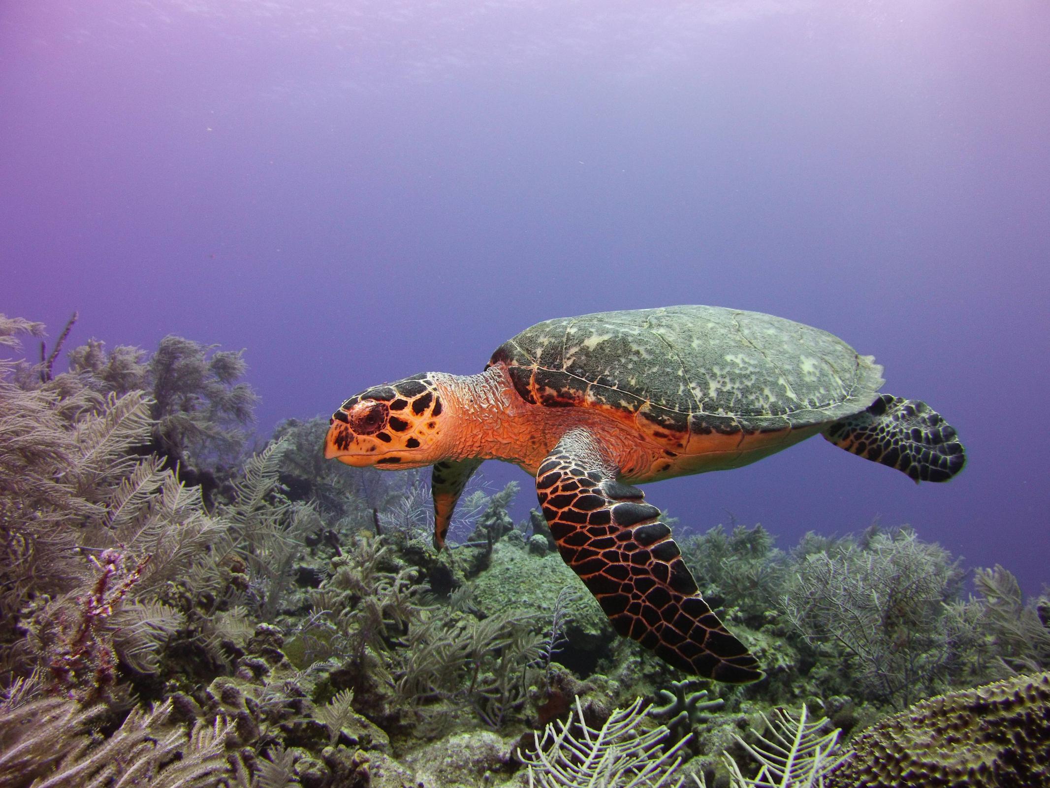 Name:  turtle15.jpg
Views: 985
Size:  451.9 KB