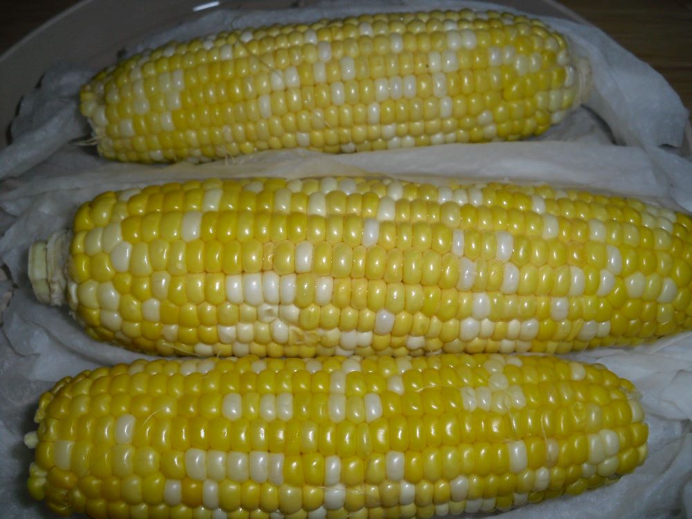 Name:  Corn 1.JPG
Views: 753
Size:  94.5 KB