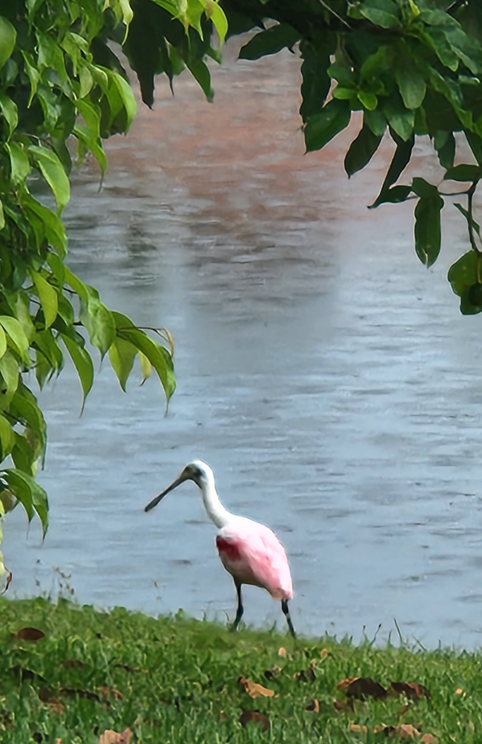 Name:  spoonbill.png
Views: 1318
Size:  2.28 MB