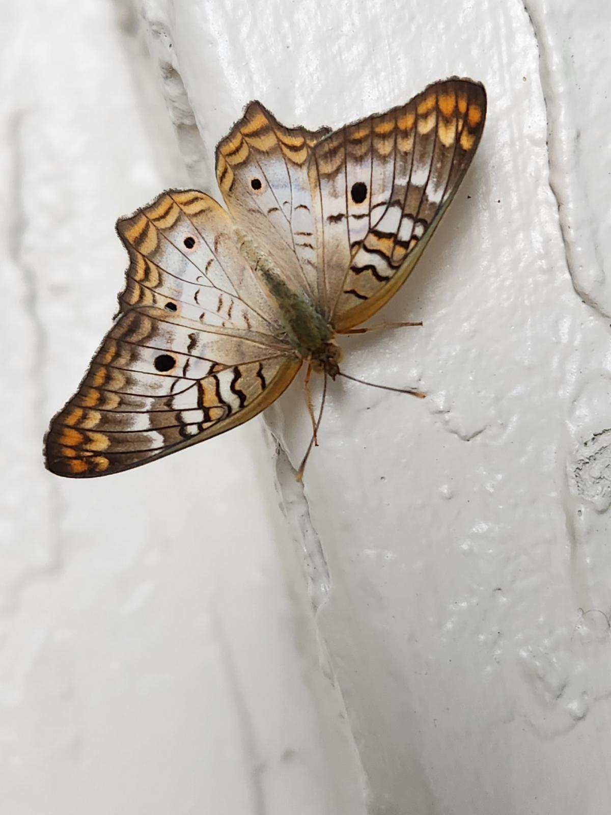 Name:  moth.jpg
Views: 1053
Size:  131.9 KB