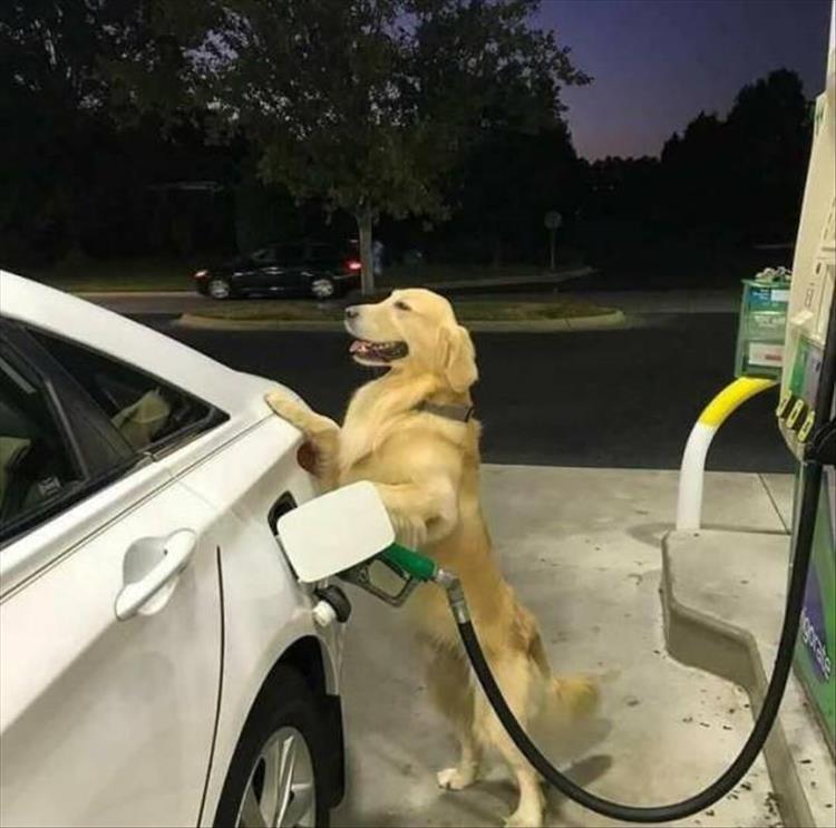 Name:  At the pump..jpg
Views: 569
Size:  59.1 KB