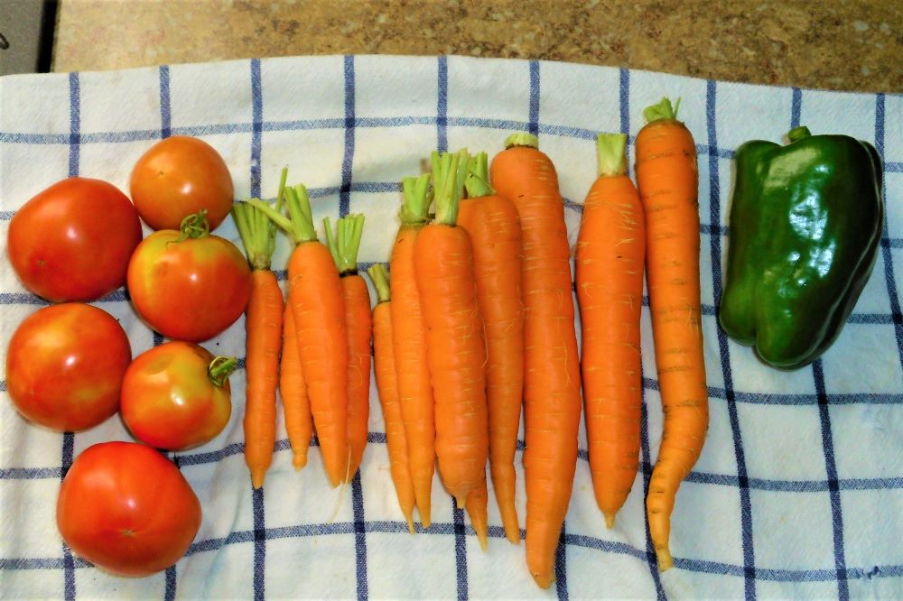 Name:  Veggies..jpg
Views: 719
Size:  113.6 KB