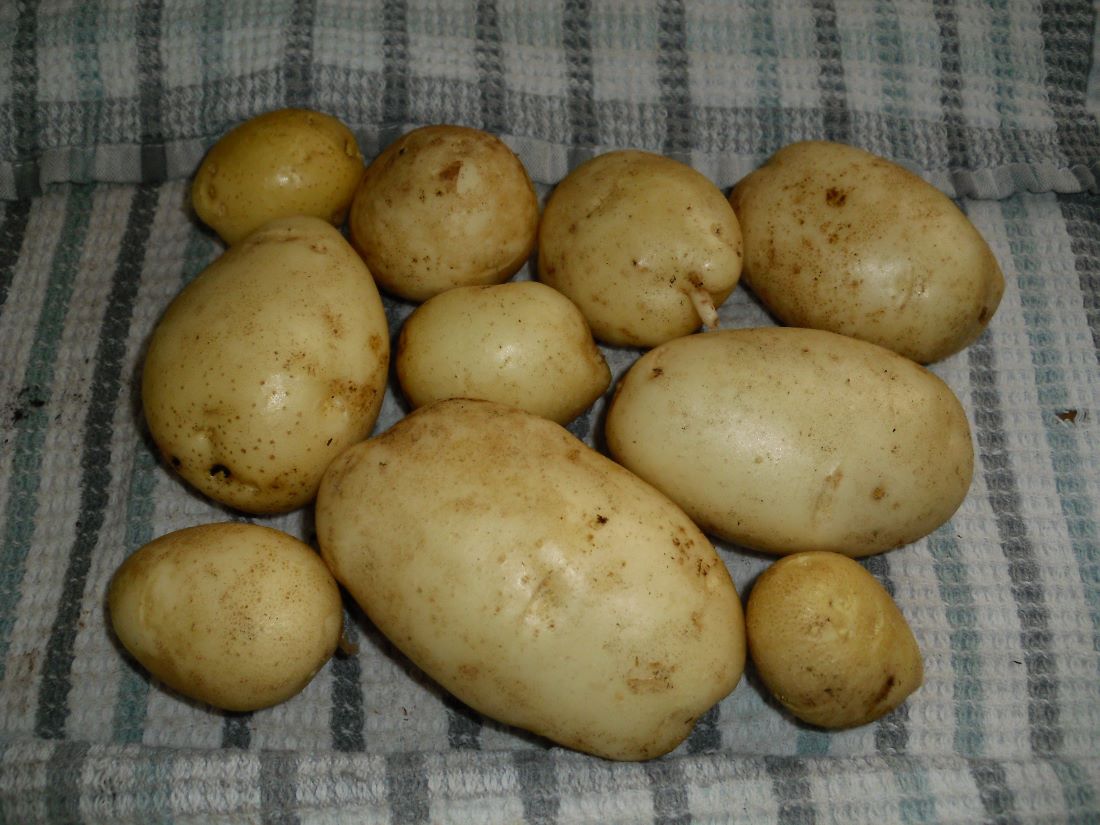 Name:  Potatoes.JPG
Views: 2255
Size:  134.7 KB