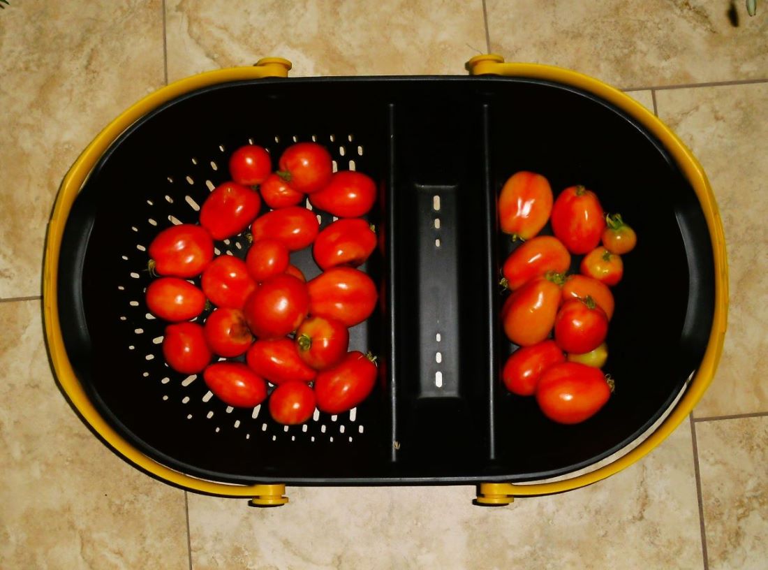 Name:  Tomatoes.jpg
Views: 2198
Size:  107.0 KB