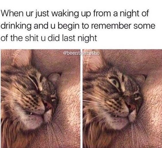 Name:  Drunk_Cat.jpeg
Views: 621
Size:  61.4 KB