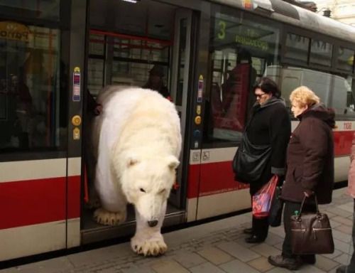 Name:  Bus_Bear.jpeg
Views: 670
Size:  28.0 KB