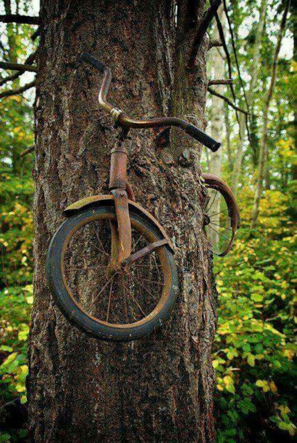 Name:  vashon-island-bike-tree-4.jpg
Views: 831
Size:  148.5 KB