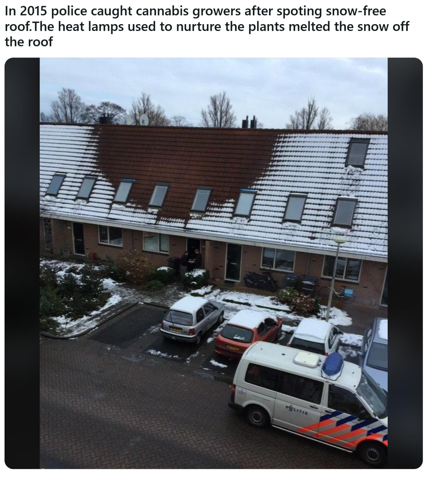 Name:  Weed_Roof_NL.jpg
Views: 717
Size:  257.9 KB