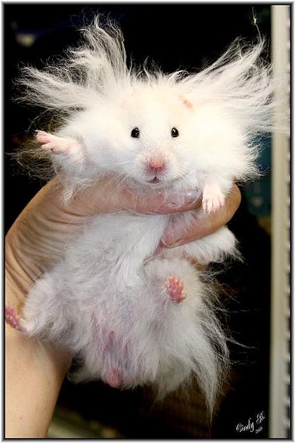 Name:  Hamster_Hair.jpg
Views: 438
Size:  51.9 KB