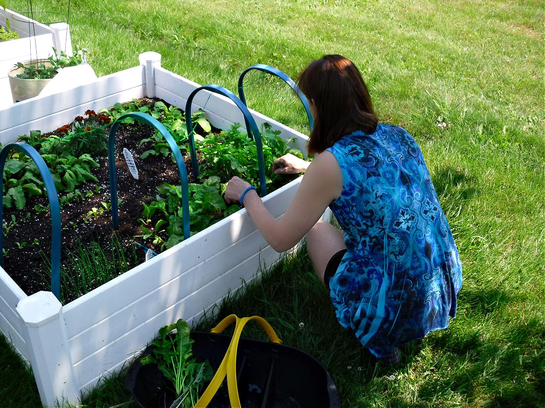 Name:  Picking lettuce. (1).jpg
Views: 105
Size:  599.0 KB