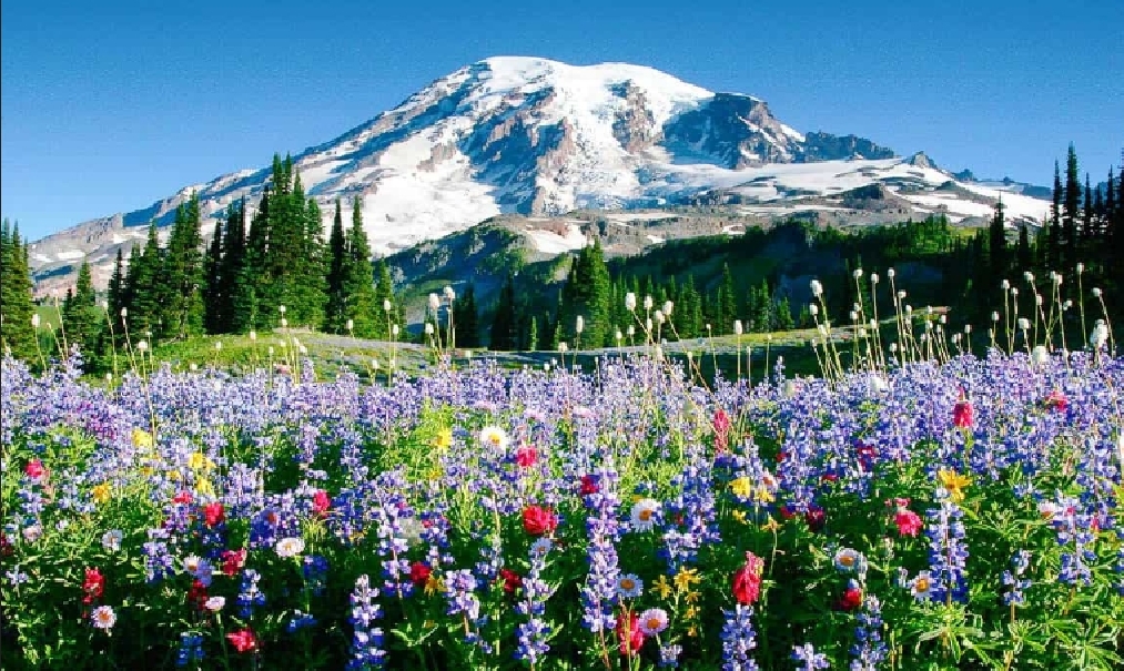 Name:  74b-Mt Rainier(10).jpg
Views: 372
Size:  676.2 KB