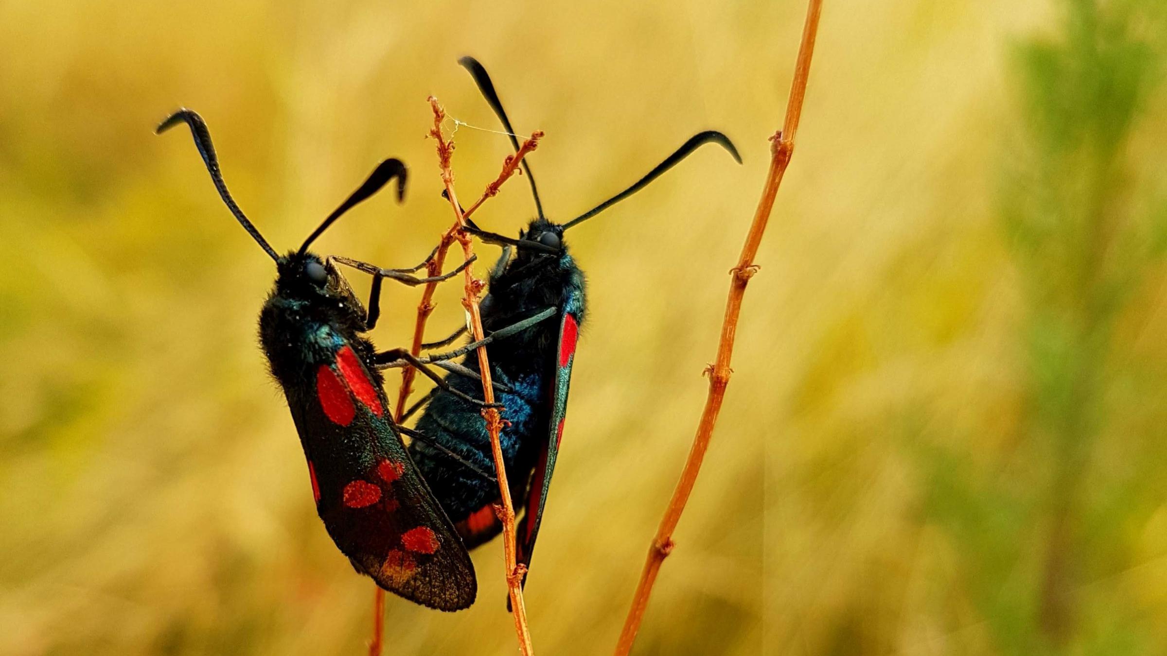Name:  Insect mirror - 2018-07-09.jpg
Views: 3466
Size:  229.4 KB