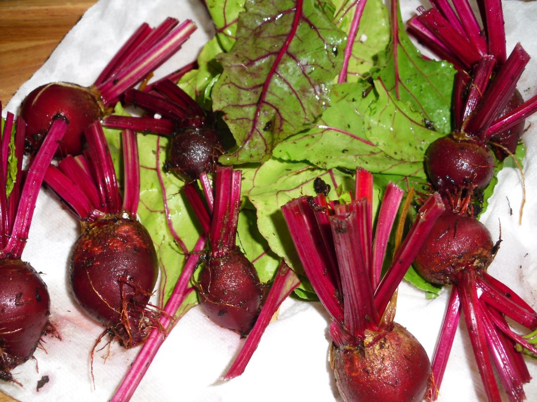 Name:  Beets..JPG
Views: 586
Size:  179.5 KB