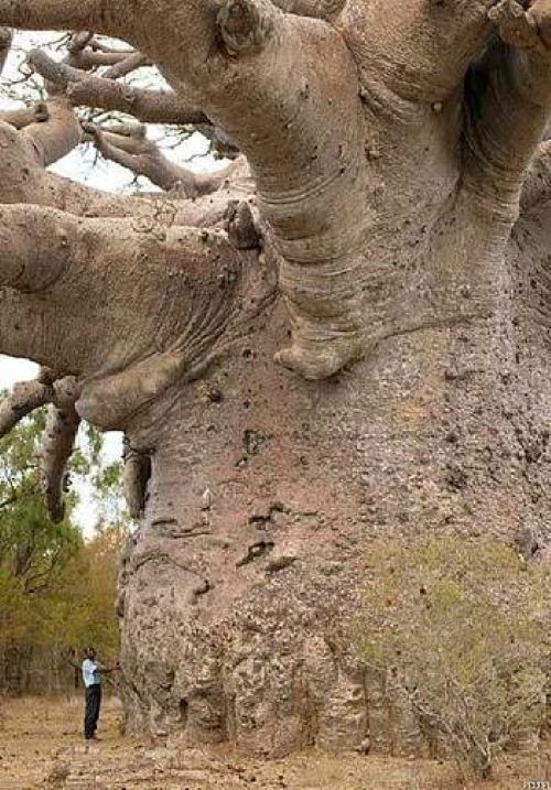 Name:  Baobab tree..jpg
Views: 319
Size:  100.8 KB