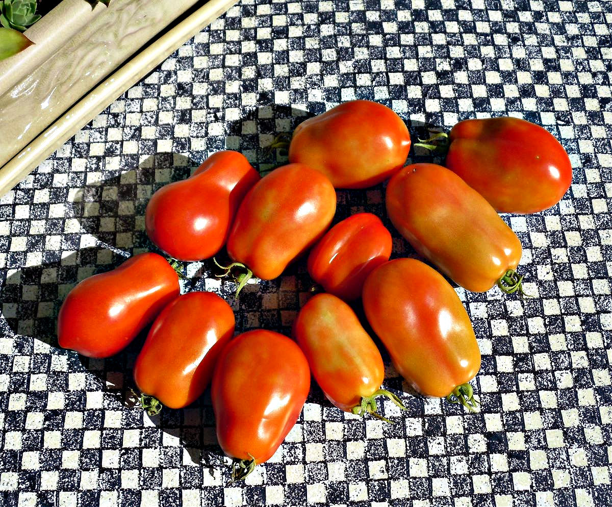 Name:  Tomatoes..jpg
Views: 902
Size:  456.6 KB