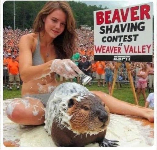 Name:  Beaver..jpg
Views: 656
Size:  56.4 KB