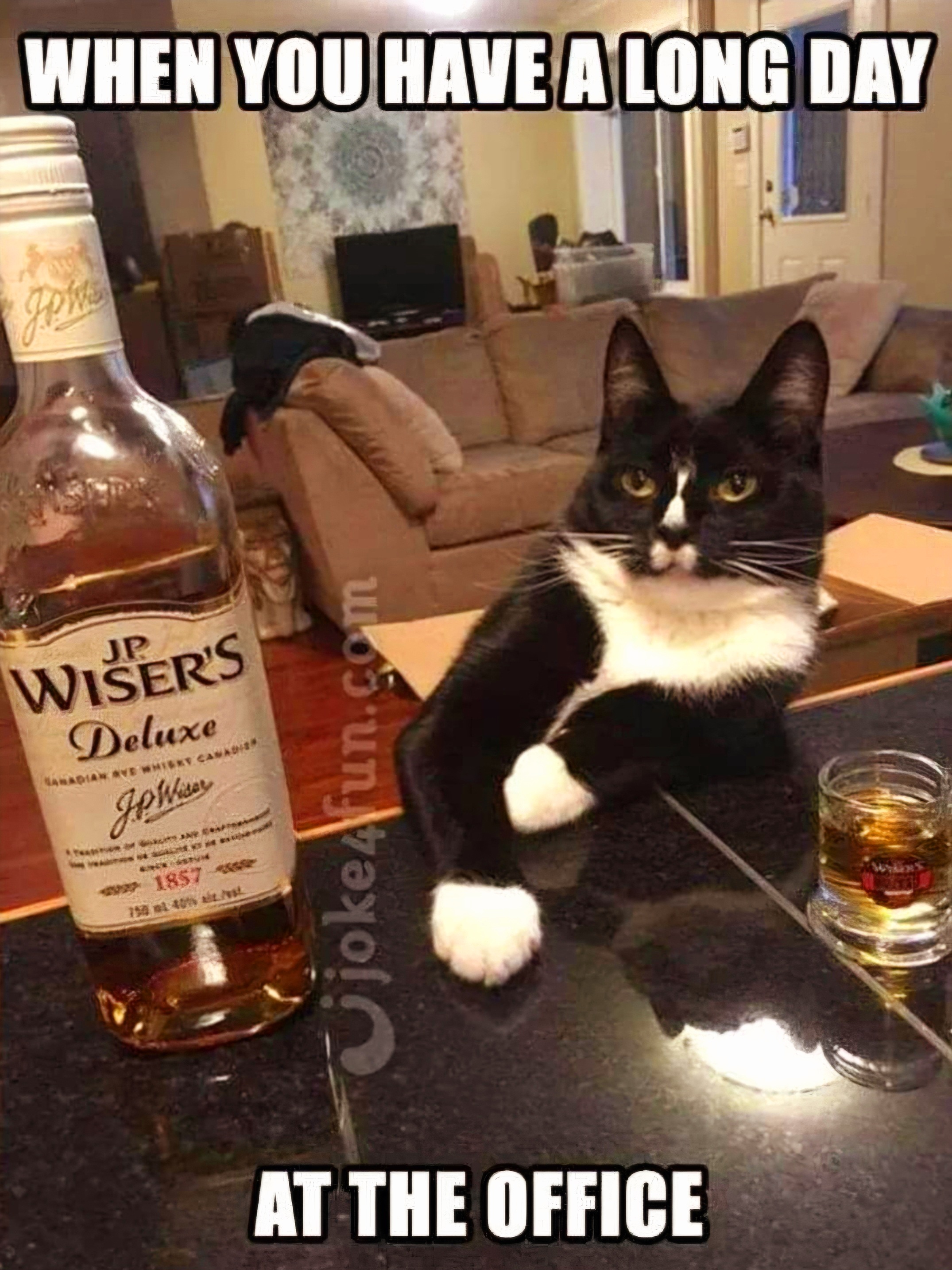 Name:  Whisky_Cat.jpg
Views: 0
Size:  1.14 MB