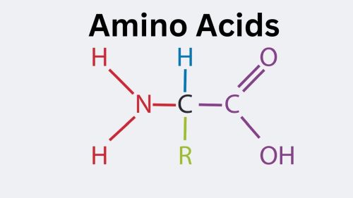 Name:  Amino_Acids.jpg
Views: 149
Size:  10.1 KB