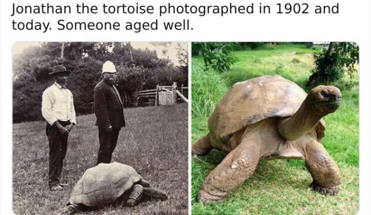 Name:  Tortoise.jpg
Views: 66
Size:  98.1 KB