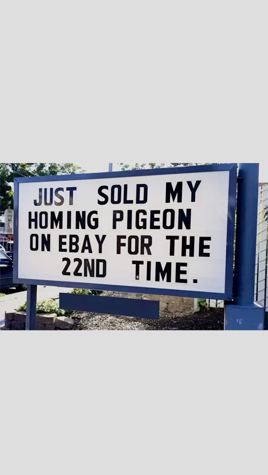 Name:  ebay-homing-pigeon.jpg
Views: 366
Size:  104.0 KB