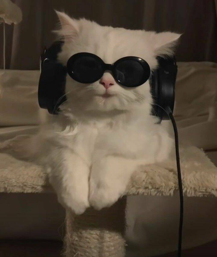 Name:  Kool Kat.jpg
Views: 14
Size:  35.6 KB