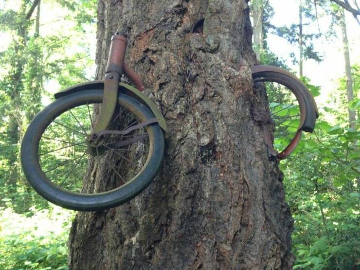 Name:  Bike in tree.jpg
Views: 385
Size:  78.5 KB