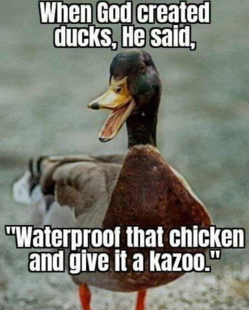 Name:  duck-kazoo.jpg
Views: 94
Size:  486.0 KB