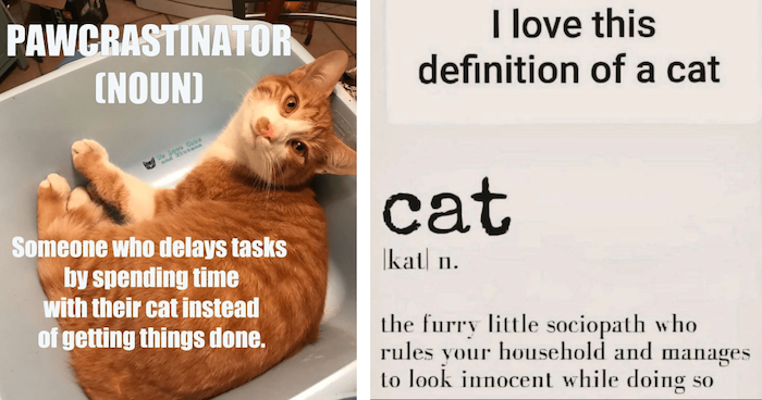 Name:  cat-the-furry-little-sociopath-who-rules-your-household-and-manages-to-look-innocent-while-doing.png
Views: 332
Size:  417.0 KB